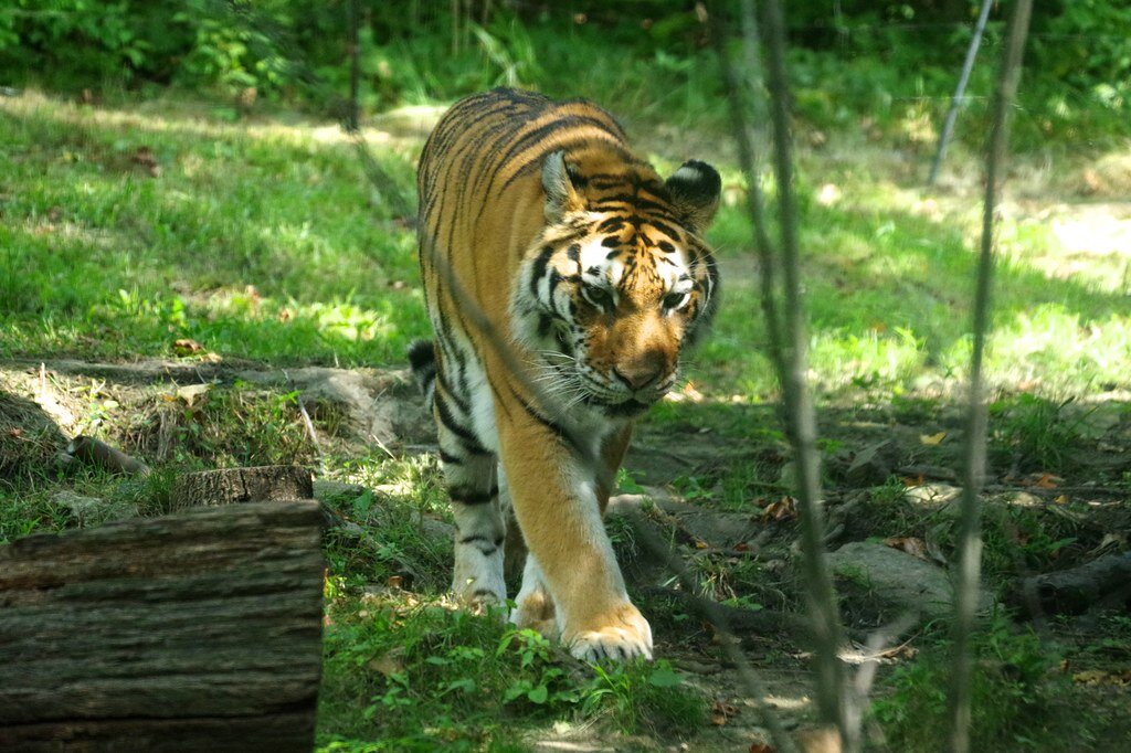 Tiger at NYC's Bronx Zoo tests positive for COVID-19