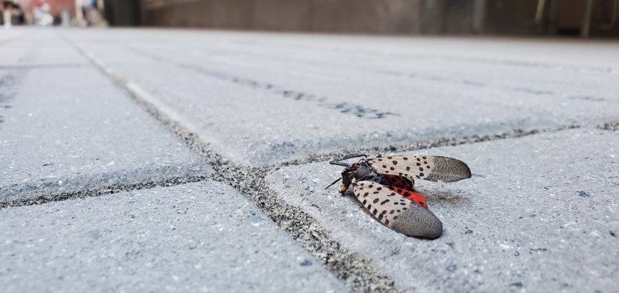 Spotted+Lanternfly