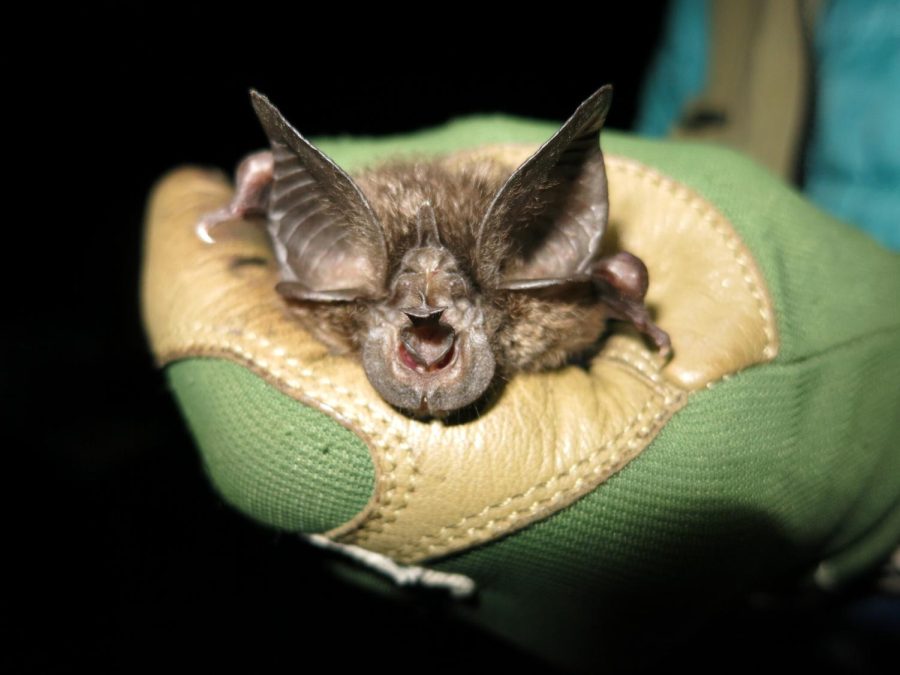 Jon Flanders | Bat Conservation International