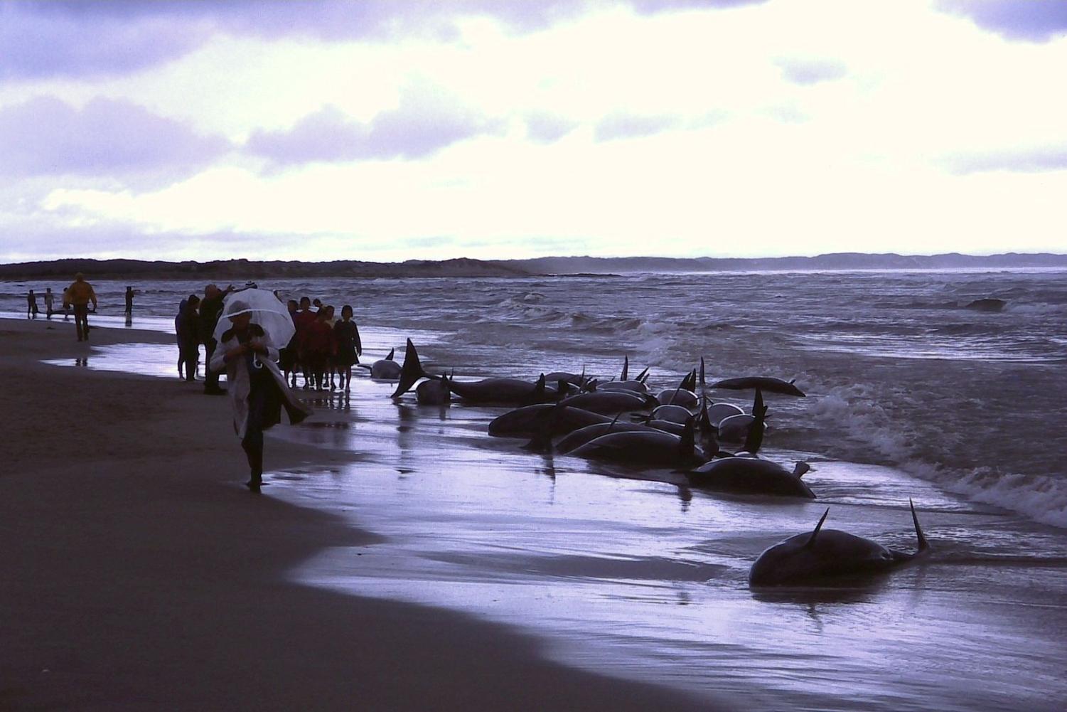 PHOTOS: Super Pod of 200 Pilot Whales Die in Mass Stranding in Australia