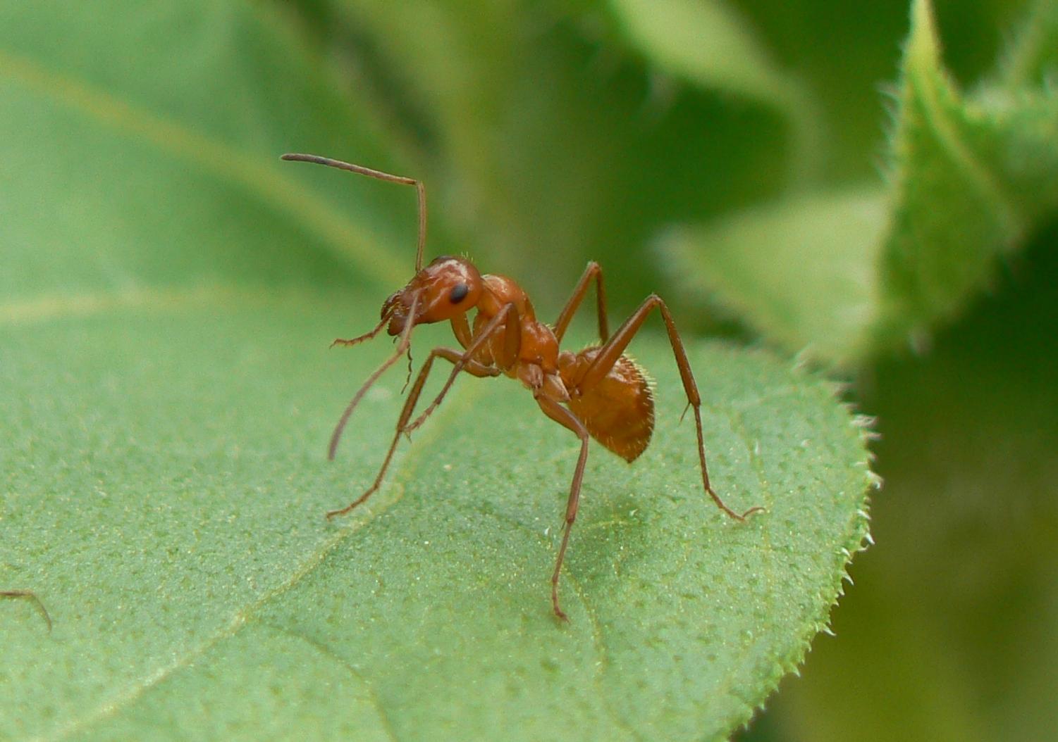 Ants make 'milk'? This new discovery took scientists by surprise