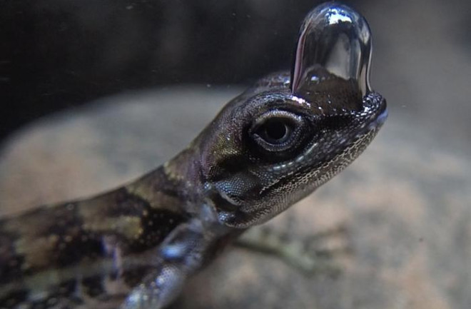 ‘Scuba diving’ lizards use bubbles on their nose to breathe underwater