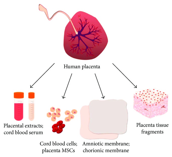 Placental tissue shows promise in healing burns, wounds, and scars