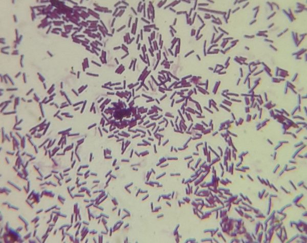 Model microbe for stress