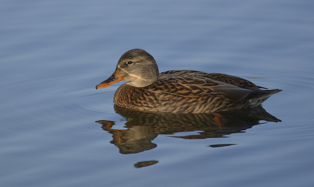 Antal Werner | Flickr