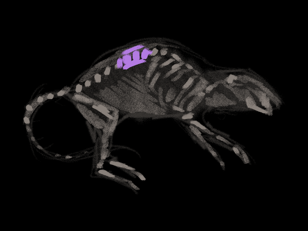 Reversing paralysis using 3D printing