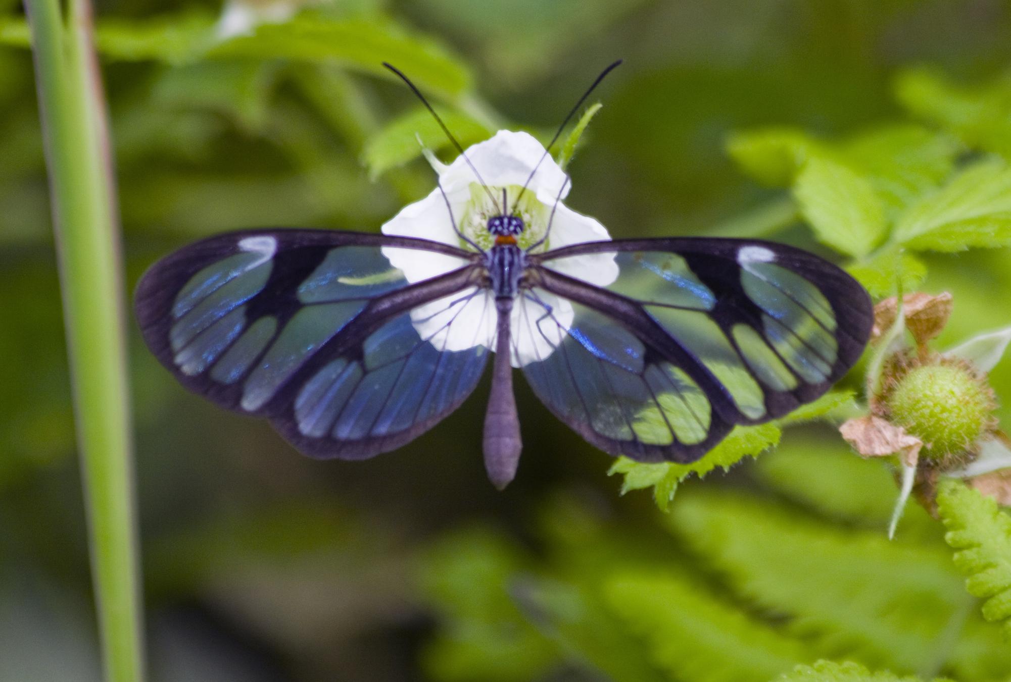 Glasswing Butterfly Types DNA study reveals 6 hidden species of similar glasswing butterflies ...