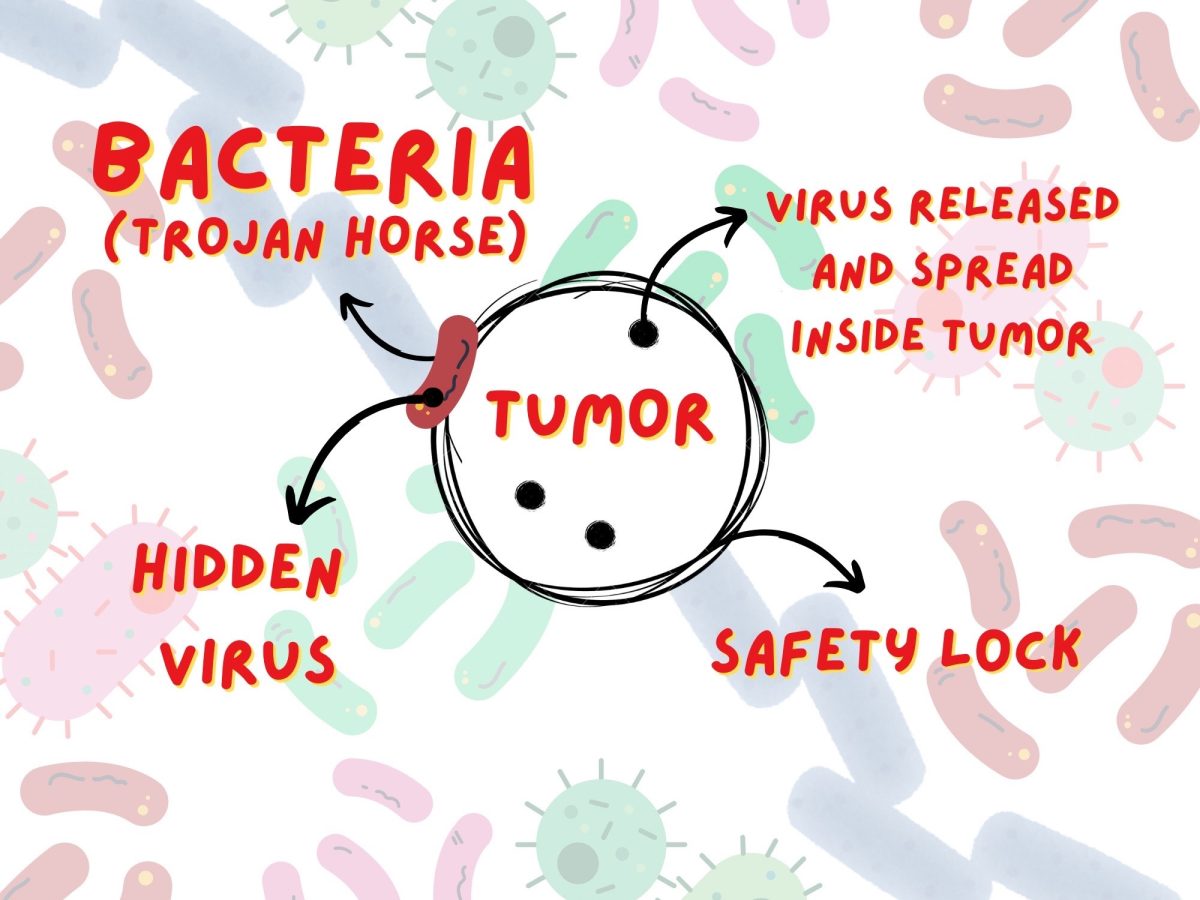 Engineered bacteria deliver cancer-killing viruses