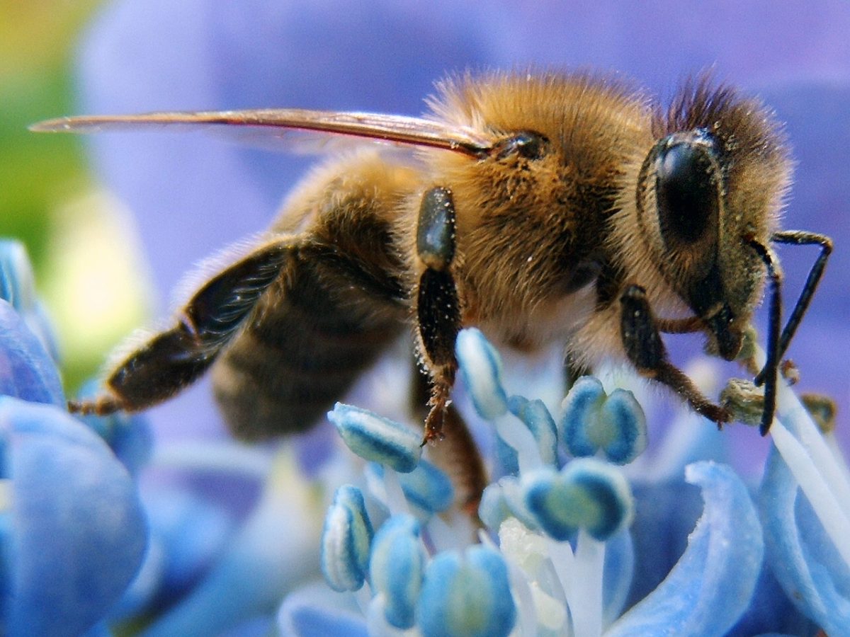The bee brain model for future AI