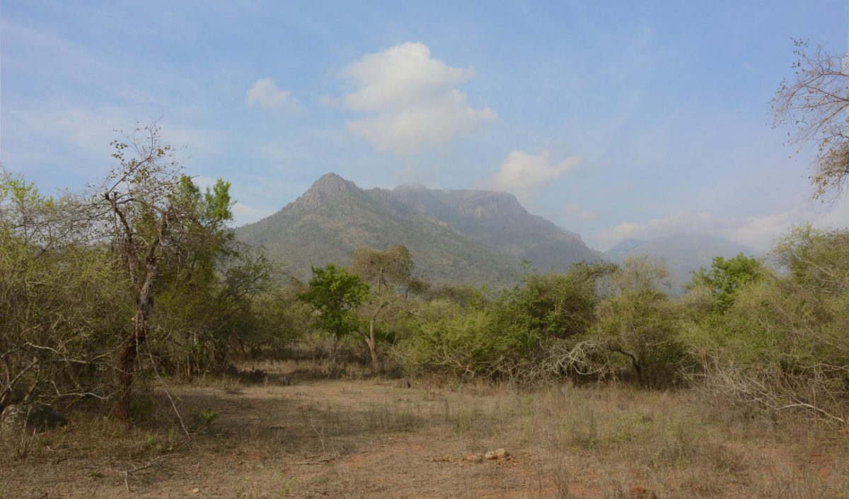 Siddarth Machado | Flickr