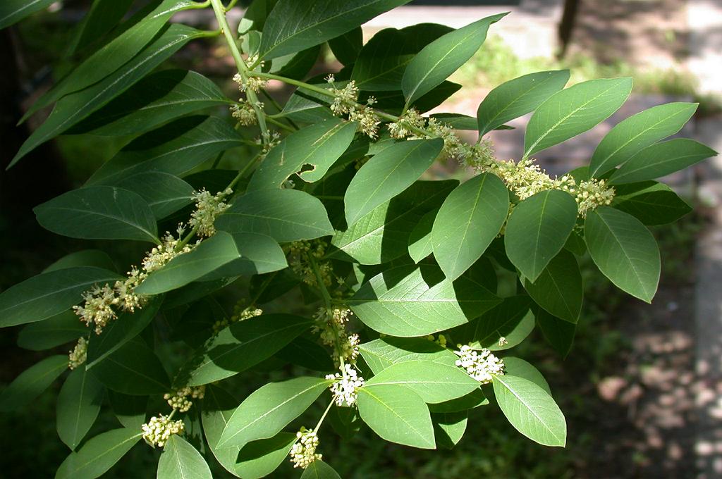 Keisotyo | Wikimedia Commons