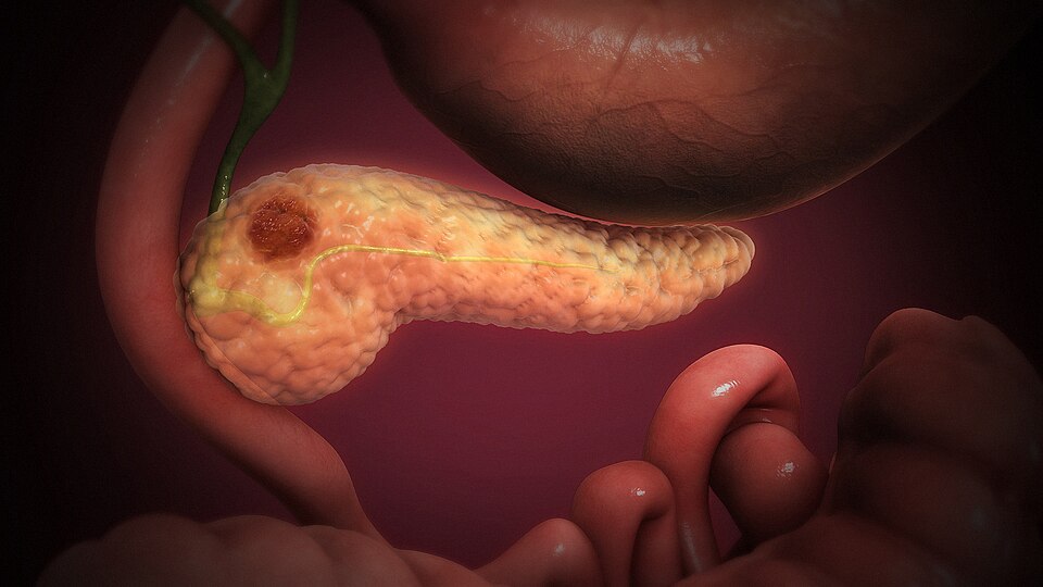 Scientific Animations Inc. | Wikimedia Commons
