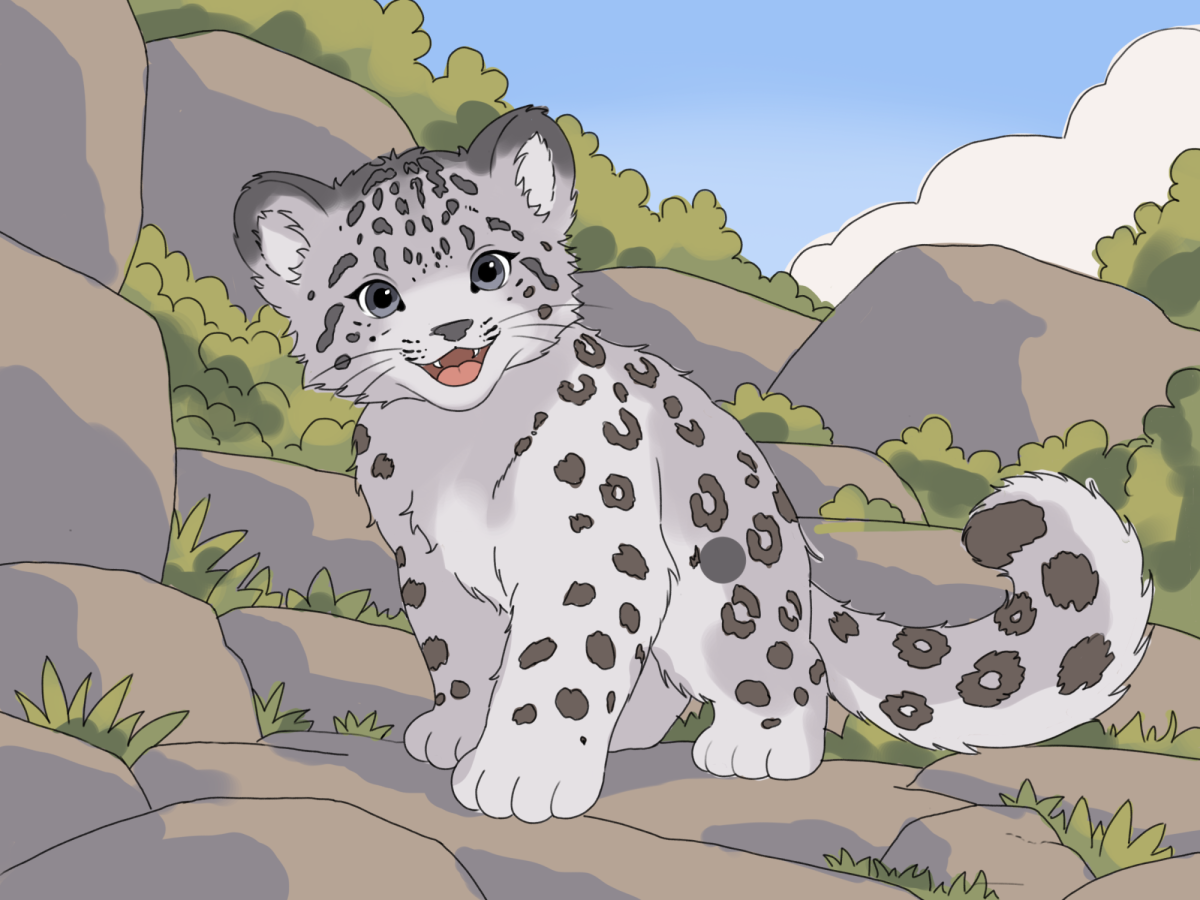 Bronx Zoo’s new snow leopard spotlights a species scientists struggle to survey